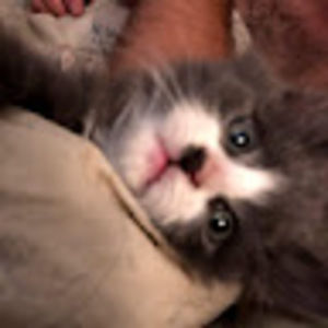 Meet your Posher, Lindsay